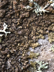 Anaptychia runcinata