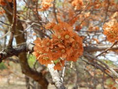 Dombeya rotundifolia