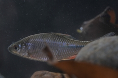 Rhodeus amarus