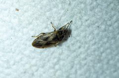 Chilacis typhae