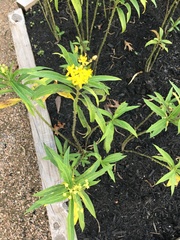 Asclepias curassavica
