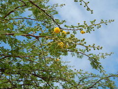 Vachellia nilotica