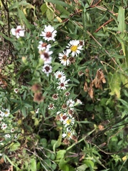 Symphyotrichum lanceolatum interior