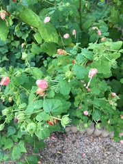 Malvaviscus arboreus