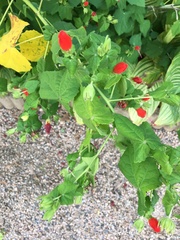 Malvaviscus arboreus