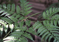 Pteris tripartita