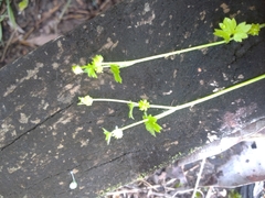 Ranunculus sessiliflorus