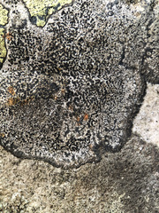 Lecidea lapicida pantherina