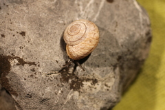 Oreohelix loisae