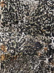 Lecidea lapicida pantherina