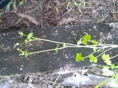 Ranunculus sessiliflorus