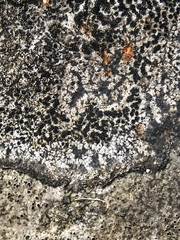 Lecidea lapicida pantherina