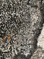 Lecidea lapicida pantherina