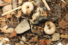 Oreohelix loisae