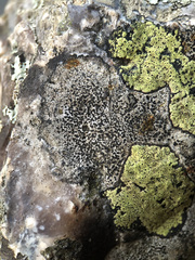 Lecidea lapicida pantherina