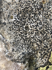 Lecidea lapicida pantherina