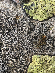 Lecidea lapicida pantherina