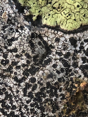 Lecidea lapicida pantherina