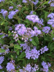 Conoclinium coelestinum