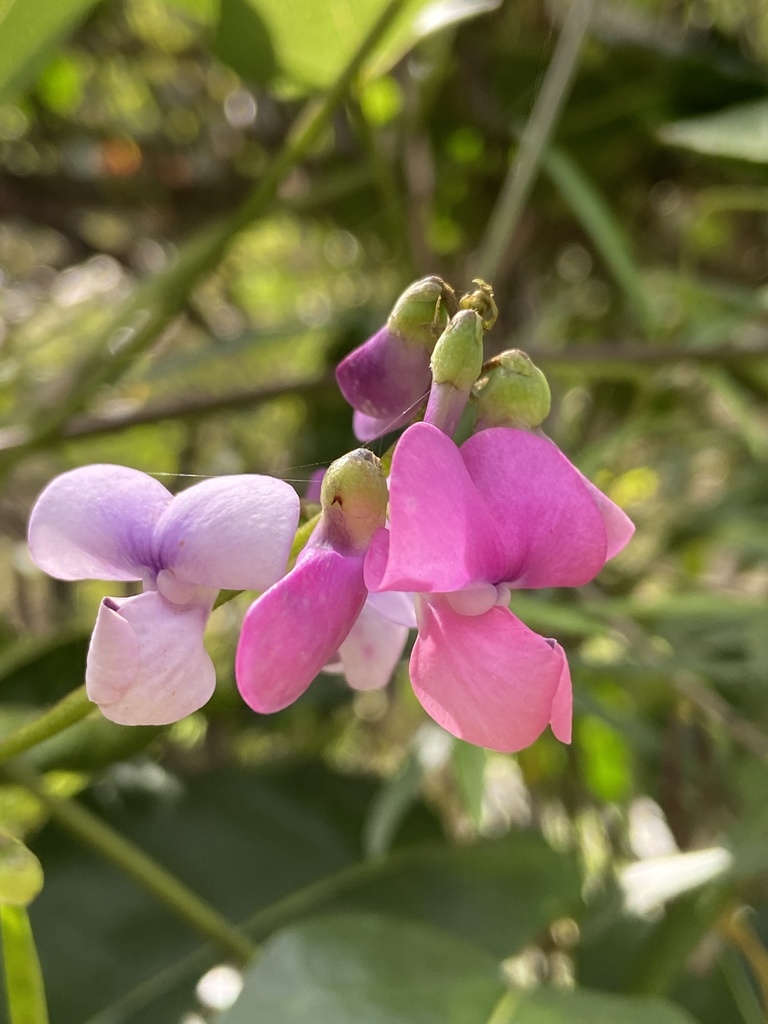 Okie bean from Centenary Drive, North Narooma, NSW, AU on October 23