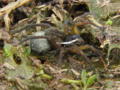 Diapontia uruguayensis
