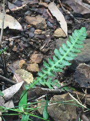 Blechnum parrisiae