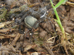 Diapontia uruguayensis