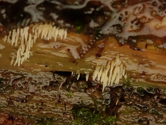 Mucronella calva