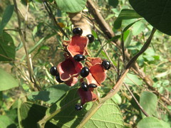 Rhynchosia volubilis