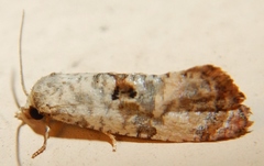 Cochylichroa arthuri