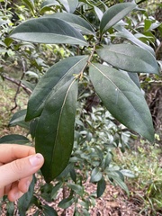 Cryptocarya foetida