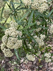 Ozothamnus argophyllus