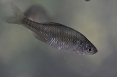 Rhodeus amarus