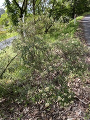 Ozothamnus argophyllus