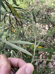 Ozothamnus argophyllus