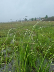Poaceae