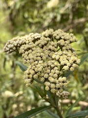 Ozothamnus argophyllus