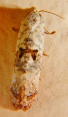Cochylichroa arthuri