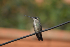 Heliomaster squamosus