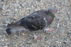 Columba livia domestica
