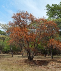 Dombeya rotundifolia