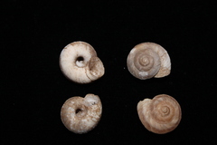 Oreohelix hemphilli