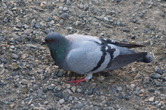 Columba livia domestica
