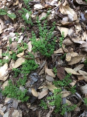 Galium californicum californicum