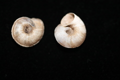 Oreohelix hemphilli