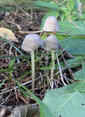 Mycena griseoviridis