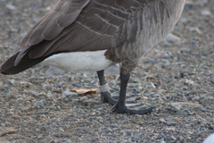 Branta canadensis moffitti