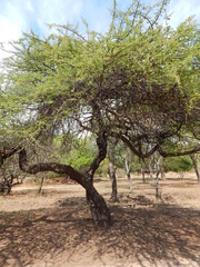Vachellia nilotica