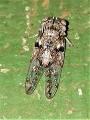 Soudaniella marshalli