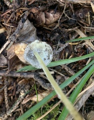 Mycena griseoviridis